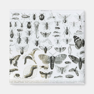 Entomology Magnet
