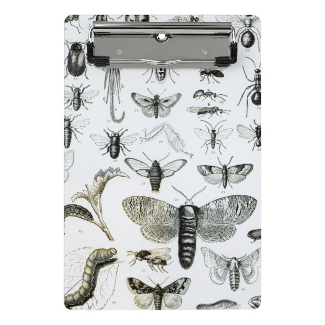 Entomology Mini Clipboard (Front)