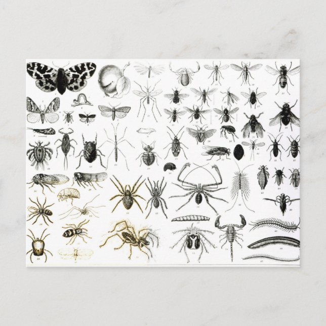 Entomology, Myriapoda and Arachnida Postcard (Front)