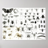 Entomology, Myriapoda and Arachnida