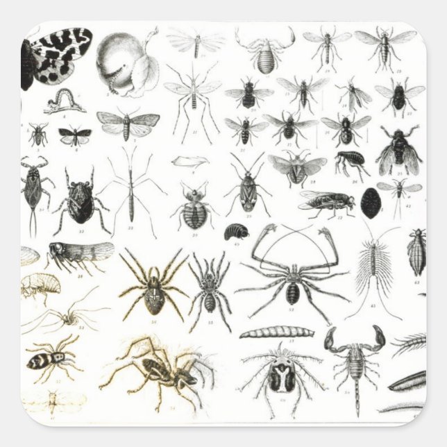 Entomology, Myriapoda and Arachnida Square Sticker (Front)