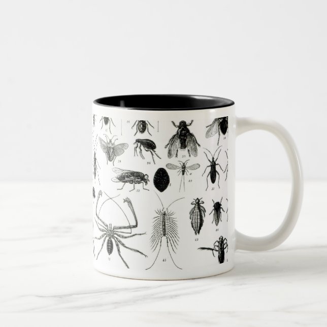 Entomology, Myriapoda and Arachnida Two-Tone Coffee Mug (Right)