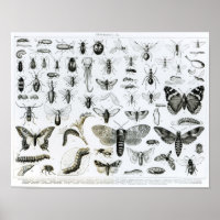 Entomology
