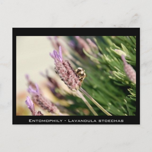 Entomophily - Lavandula stoechas Postcard (Front)