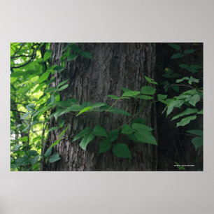 Entwined Tree Print