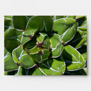 Enveloppe Agave Victoria Succulent