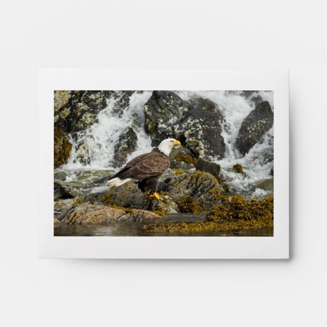 Enveloppe Aigle à tête blanche (Devant)