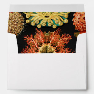 Enveloppe Ascidiae, Seescheiden Marine Life par Ernst Haecke
