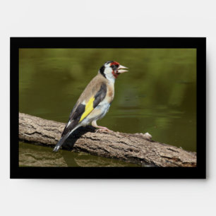 Enveloppe Carduelis carduelis