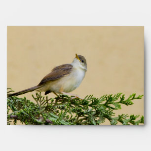 Enveloppe Carte postale du moineau