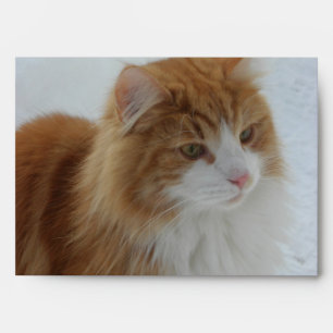 Enveloppe Chat des Forêts Norvégiennes