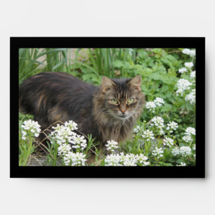Enveloppe Chat domestique à longue aile
