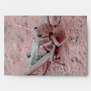 Enveloppe Criquet au sol, Parc national de Talampaya