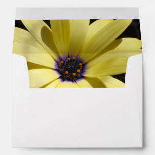 Enveloppe de marguerite jaune