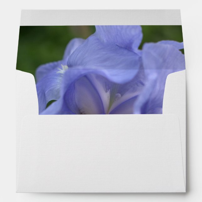 Enveloppe Fleur Iris Périwinkle (Dos (Bas))