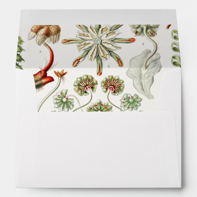 Enveloppe Hepaticae Lebermoose par Ernst Haeckel (Dos (Bas))