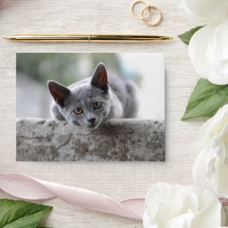 Enveloppe Kitten