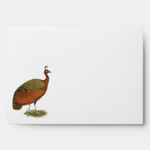 Enveloppe Paon : Congo Peahen