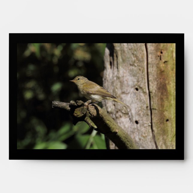 Enveloppe Phylloscopus collybita (Devant)