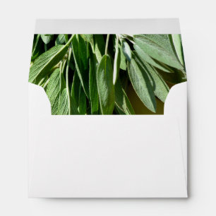 Enveloppe Sage frais coupé