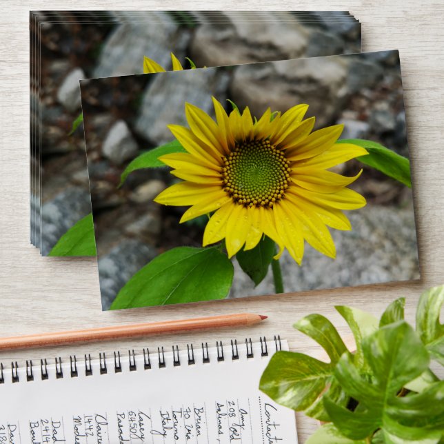 Enveloppe tournesol (Stacked)