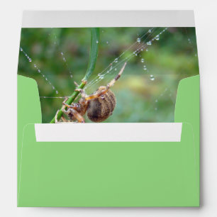 Enveloppes Araneus - Orb Weaver Spider