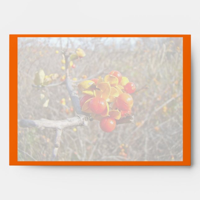 Enveloppes Bitsweet Vine Berries Produits (Devant)