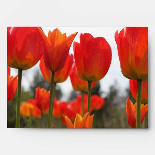 Enveloppes De Belles Fleurs De Tulipes Rouges. (Devant)