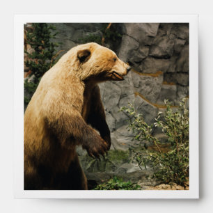 Enveloppes Fière Ours