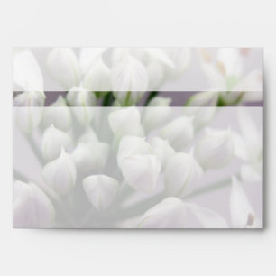 Enveloppes Fleurs de Ciboulette à l'Ail Blanc sur Fond Violet