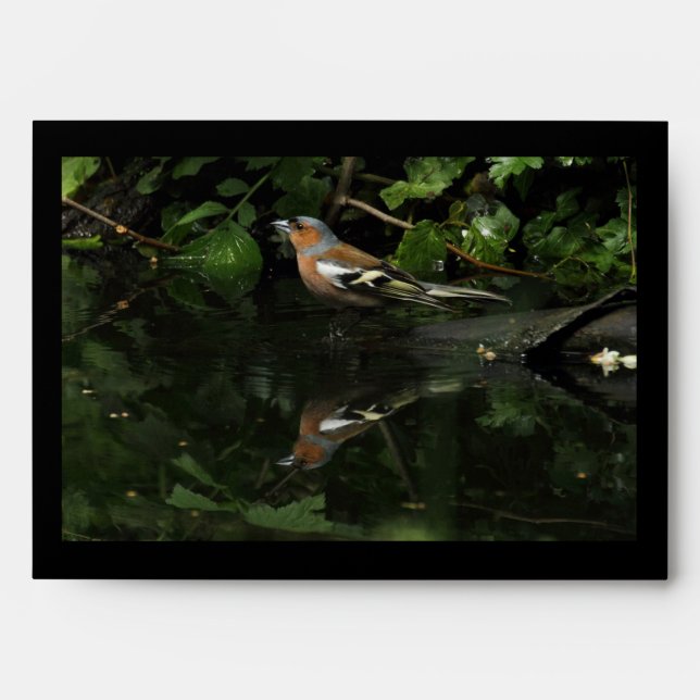 Enveloppes Fringilla coelebs (Devant)
