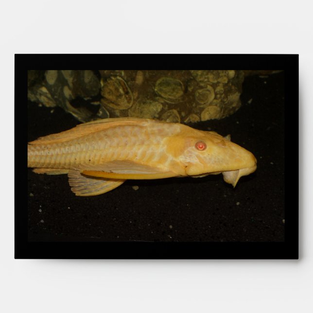 Enveloppes Glyptoperichthys gibbiceps (Devant)