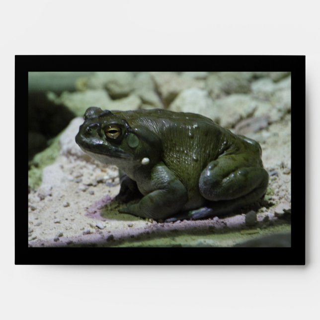 Enveloppes Incilius alvarius (Devant)