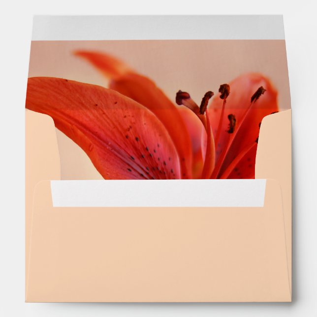 Enveloppes Orange Tiger Lily Gros plan Photographie Intérieur (Dos (Bas))