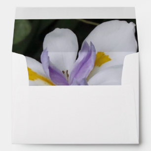 Enveloppes Papillon iris