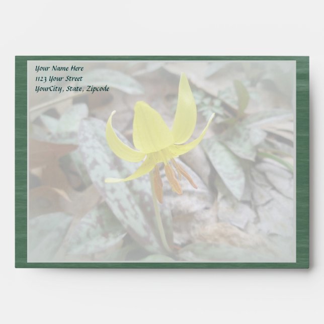 Enveloppes Trout Lily Fleur sauvage - Erythronium americanum (Devant)