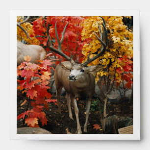 Enveloppes Whitetail En Automne