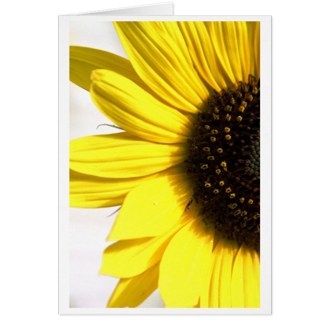 Envoi d'un peu de soleil (Devant)