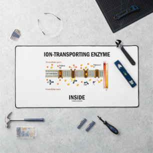 Enzyme transportant de l'Ion dans le transport act