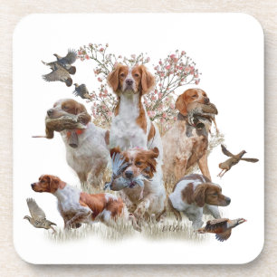 Epagneul Breton, Brittany Spaniel Coaster