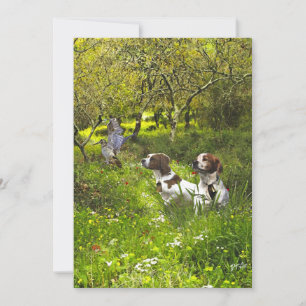 Epagneul Breton, Brittany Spaniel Invitation