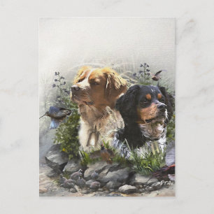 Epagneul Breton, Brittany Spaniel   Postcard