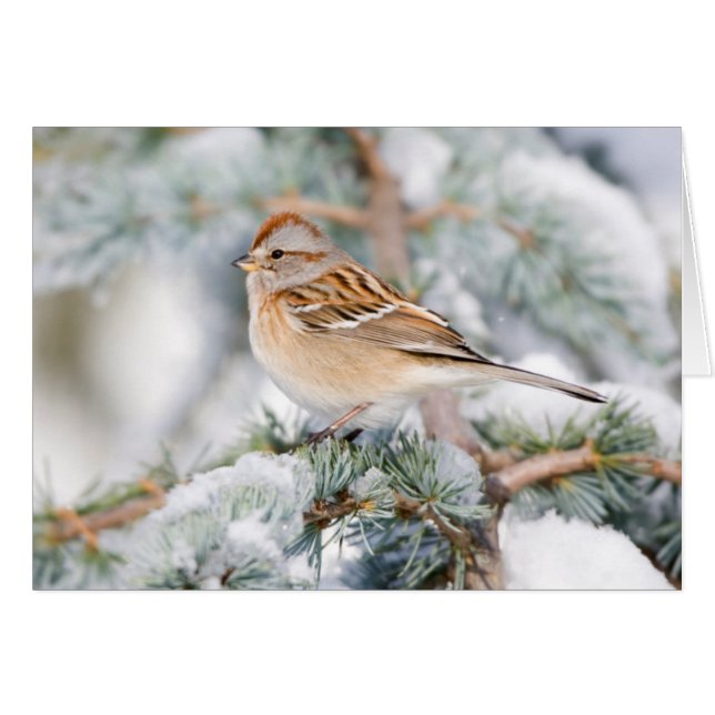 Épervier américain en hiver (Devant horizontal)