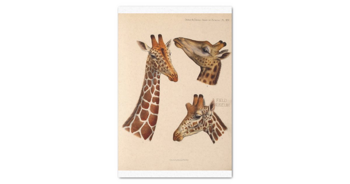 Ephemera Decoupage Giraffe Heads Tissue Paper Zazzle