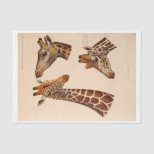 Ephemera Decoupage Giraffe Heads Tissue Paper
