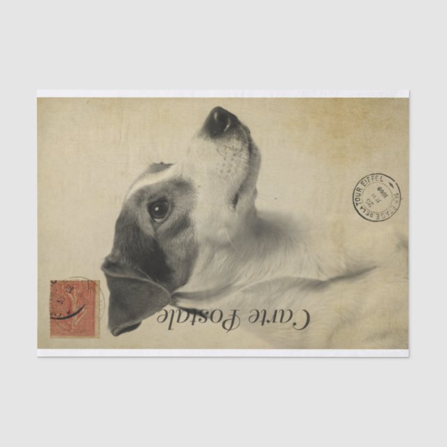 Ephemera French Postcard Jack Russel Terrier Dog Tissue Paper (Front)