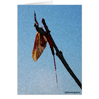Ephemeroptera - Card