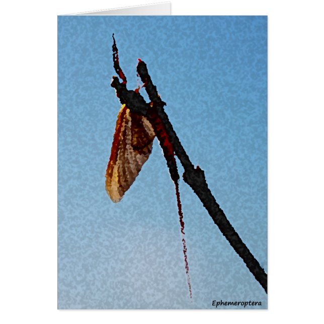 Ephemeroptera - carte (Devant)