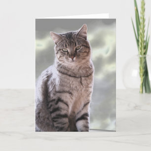 Ephraim's Cat Card