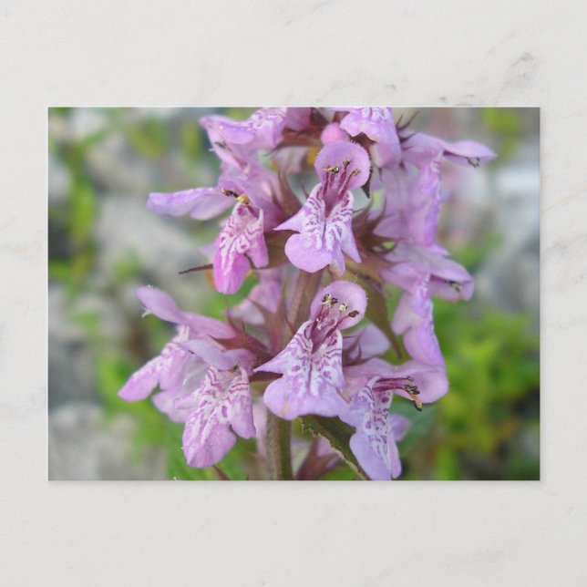 Épiaire des marais (2) postcard (Front)